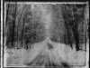 snowy-roadburnettcowi