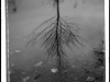 tree_w-leaves