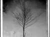 tree_w-reeds-9x12