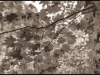 leaves-breitenbushor